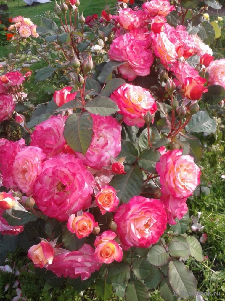 Marseille en Fleurs