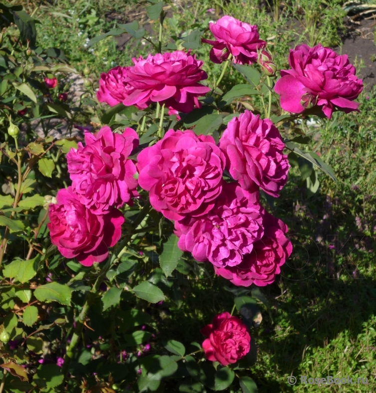 Darcey Bussell 