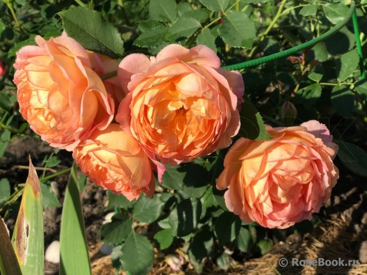 Lady of Shalott 