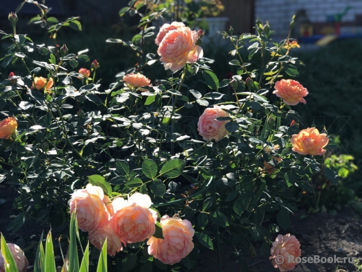 Lady of Shalott 