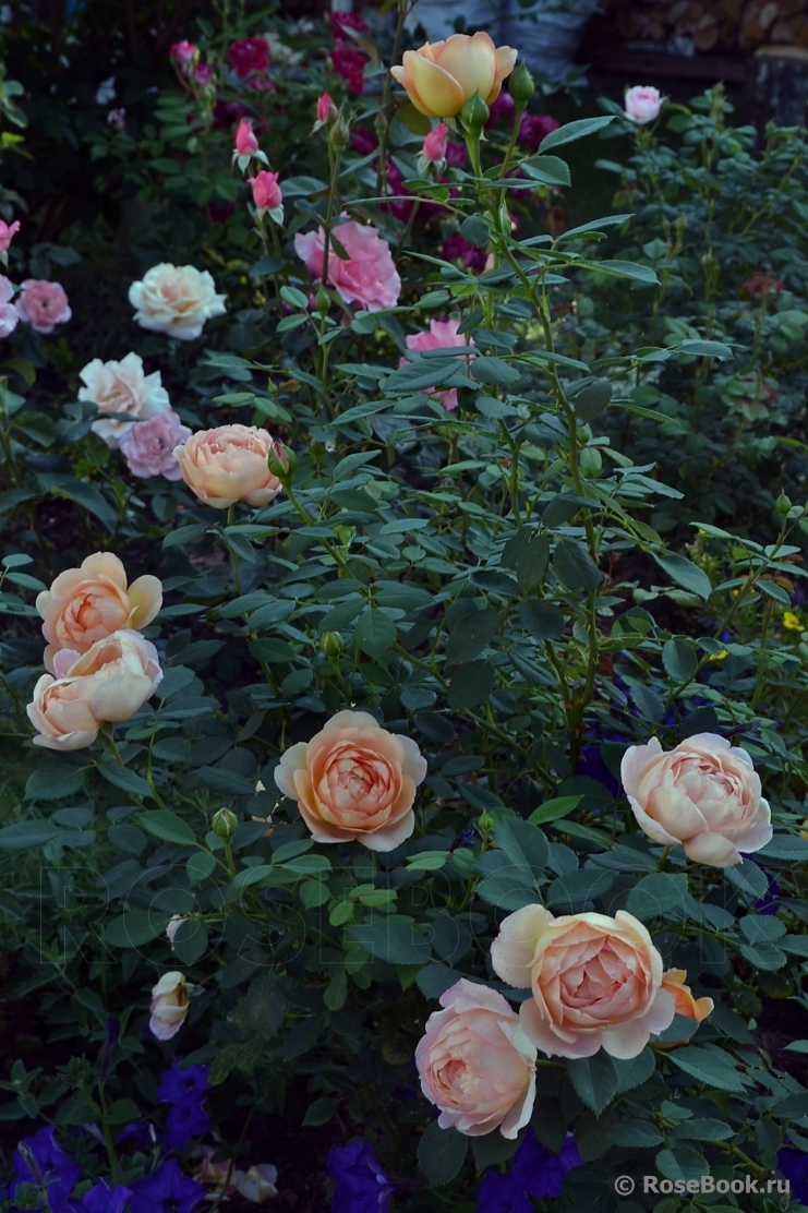 Lady of Shalott 