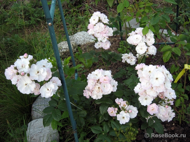 Perennial Blush