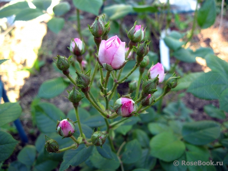 Perennial Blush