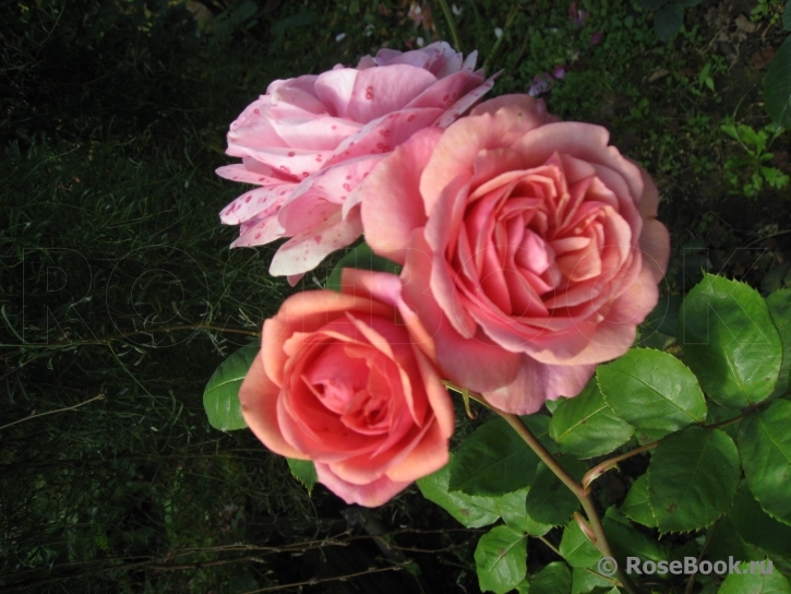 Stefanie´s Rose 