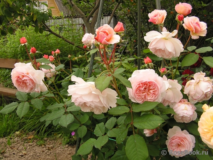 A Shropshire Lad