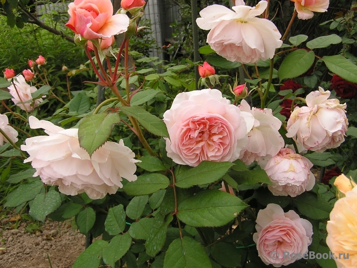 A Shropshire Lad