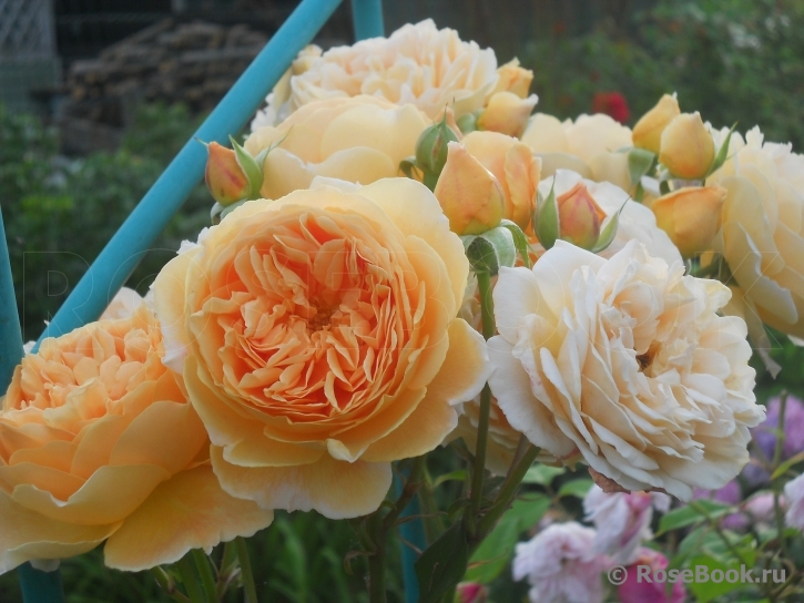 Crown Princess Margareta®