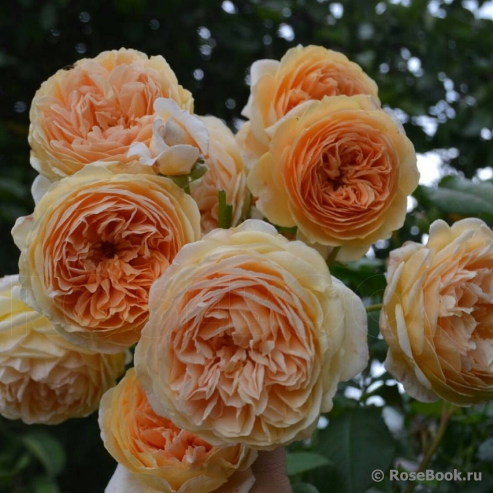 Crown Princess Margareta®