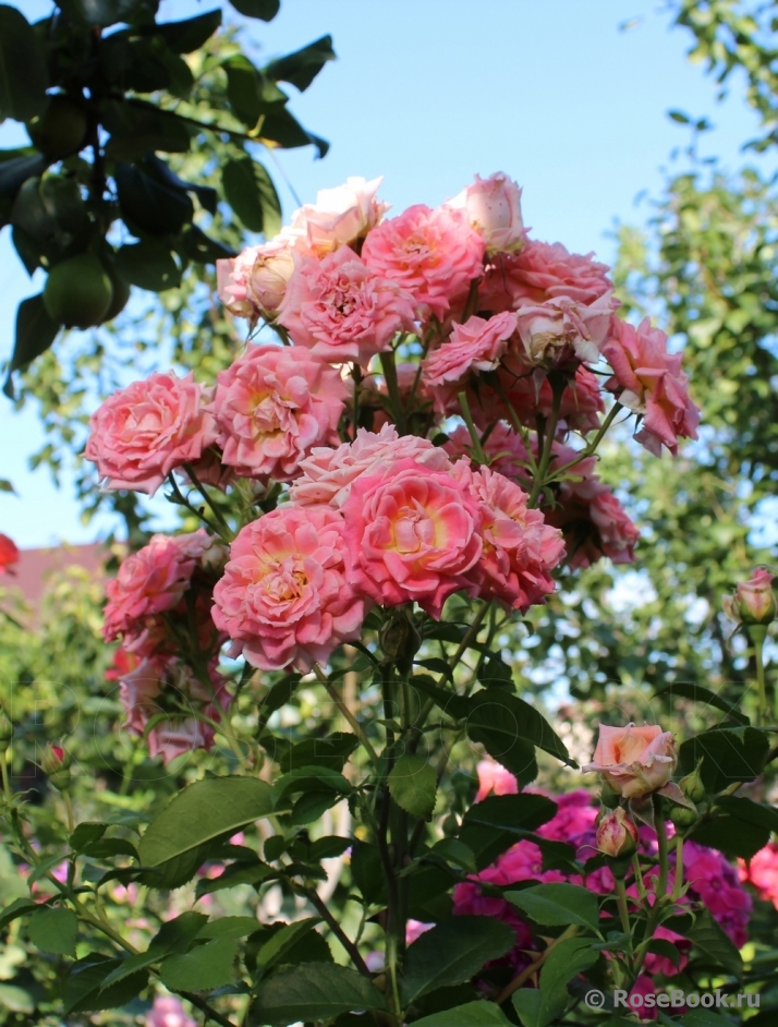 Fleurs en Seine