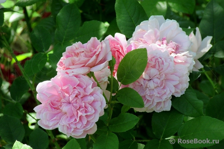 Галерея - Cottage Rose (AUSglisten, Austin's Cottage Rose, The Cottage ...