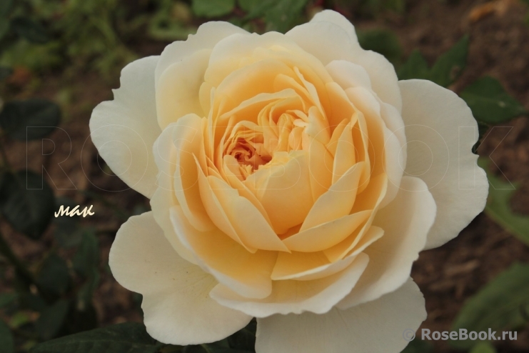 Crocus Rose® 