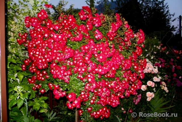 Rouge Meillandecor