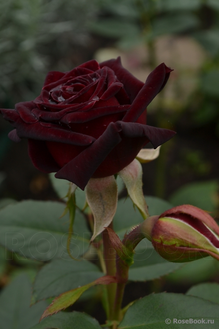 Black Baccara