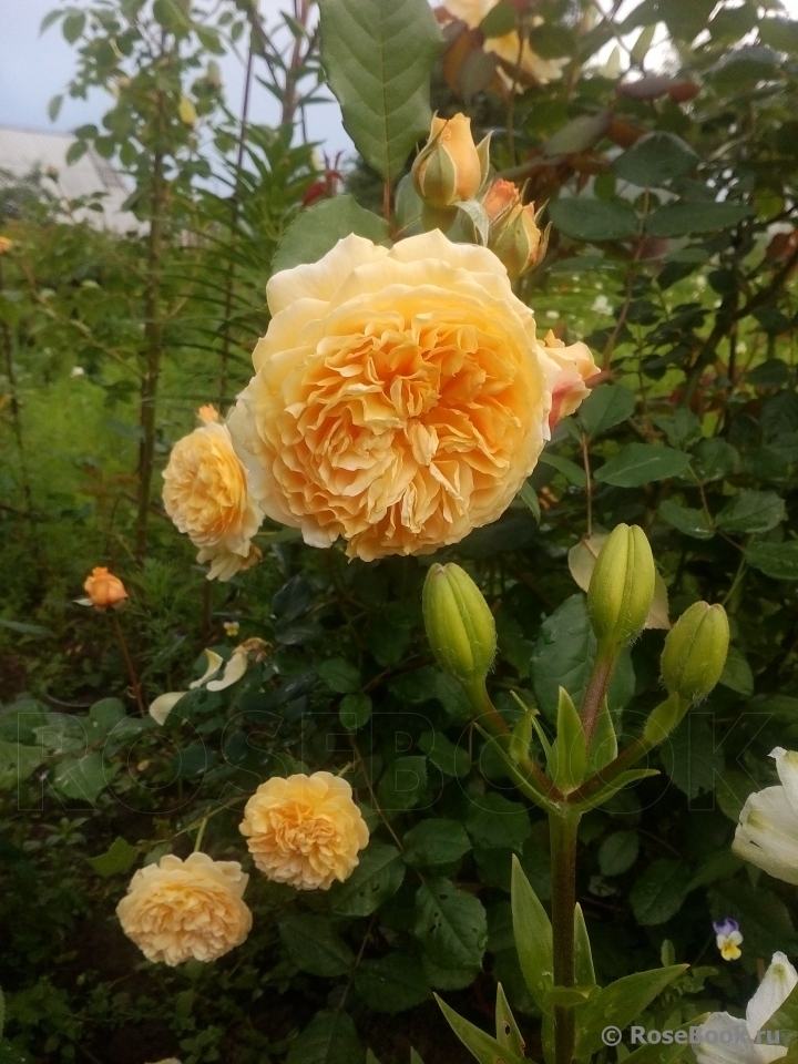 Crown Princess Margareta®