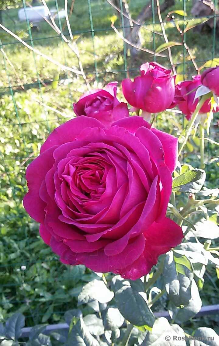 Johann Wolfgang von Goethe Rose®