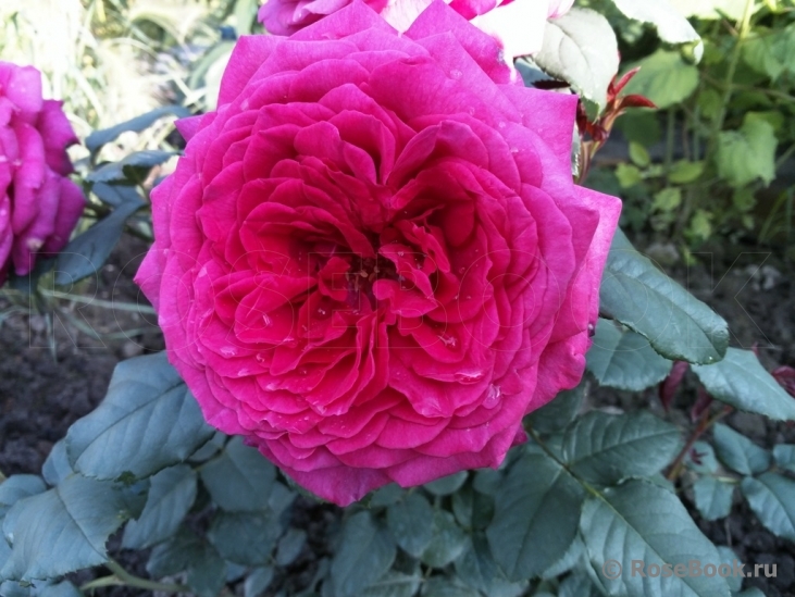 Johann Wolfgang von Goethe Rose®