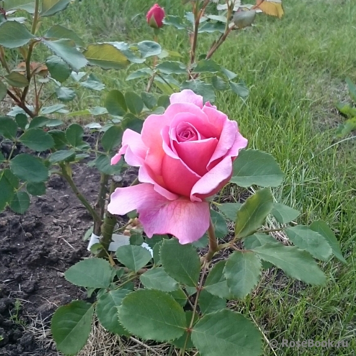 Princess Alexandra of Kent 