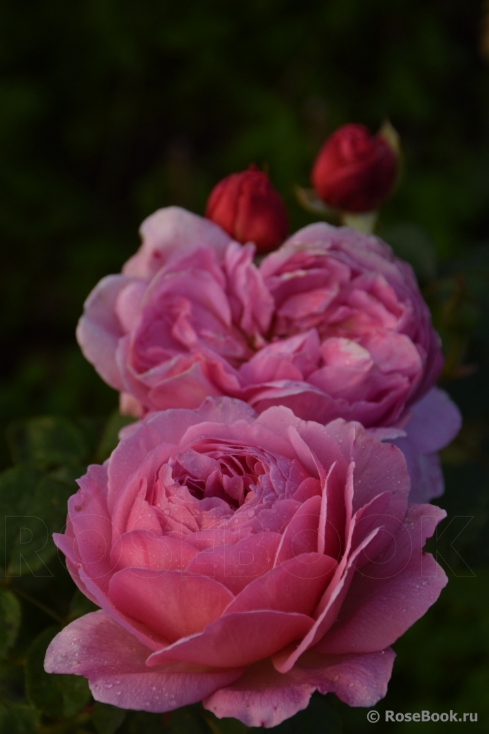 Princess Alexandra of Kent 