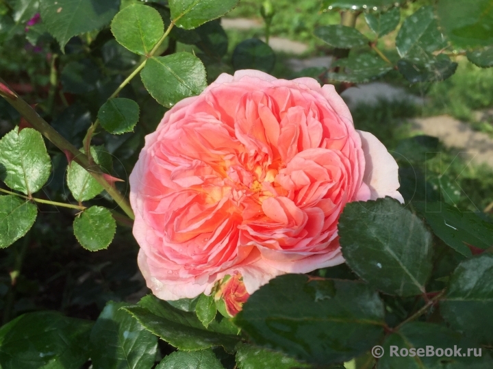 Abraham Darby