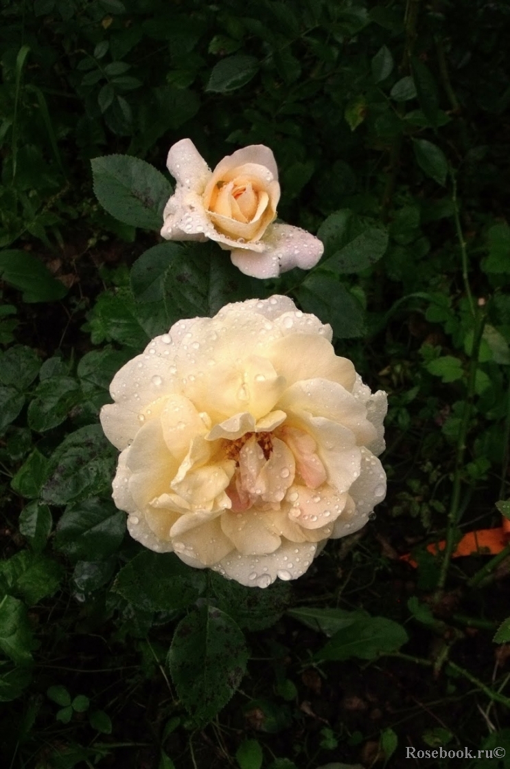 Hermann-Hesse-Rose ®