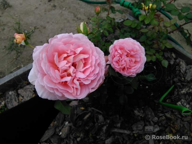 Abraham Darby