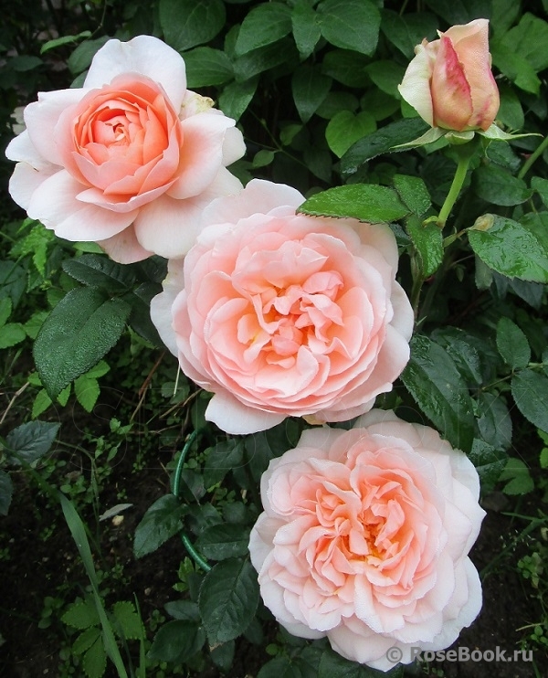 Ambridge Rose 