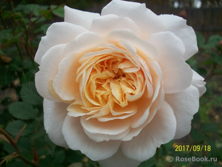 Crocus Rose® 