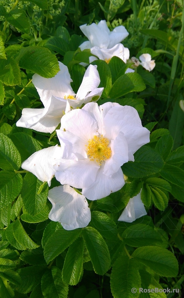 Rosa rugosa f. Alba Rehder