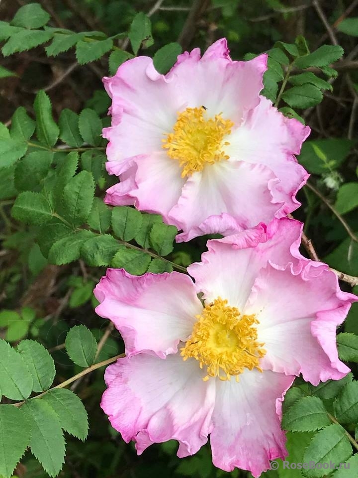 Rosa roxburghii normalis