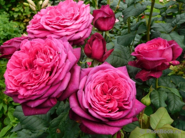 Johann Wolfgang von Goethe Rose®