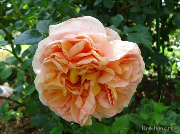 Abraham Darby