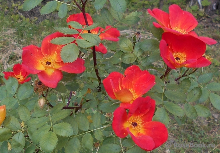 Rosa foetida Bicolor