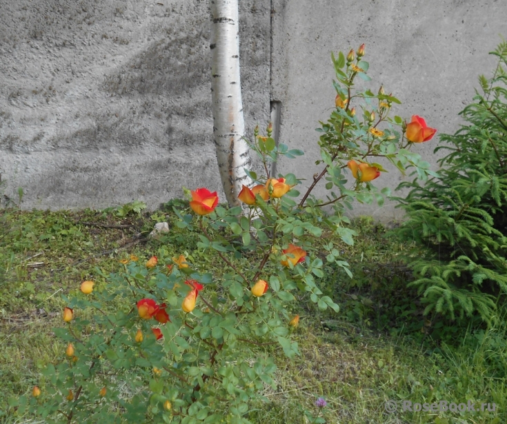 Rosa foetida Bicolor