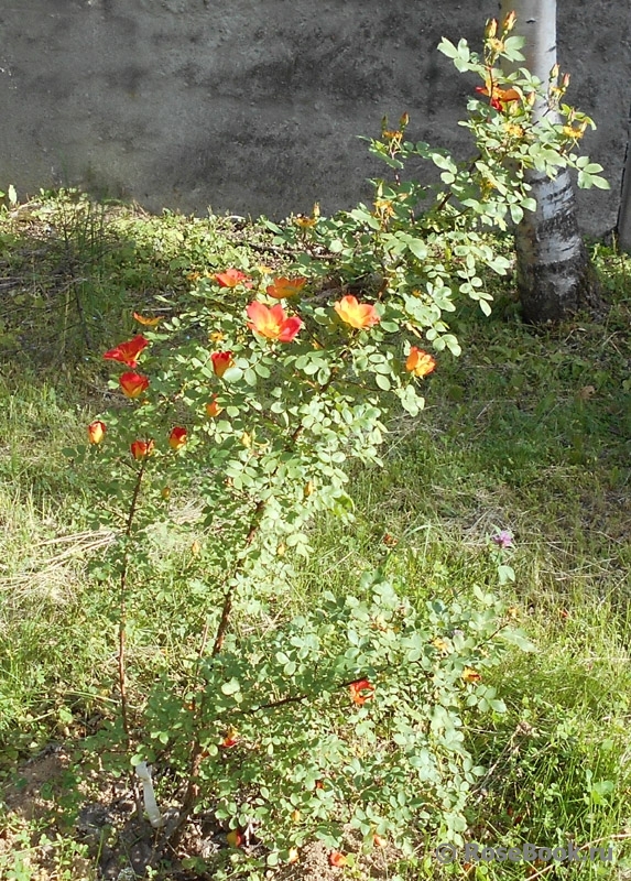 Rosa foetida Bicolor