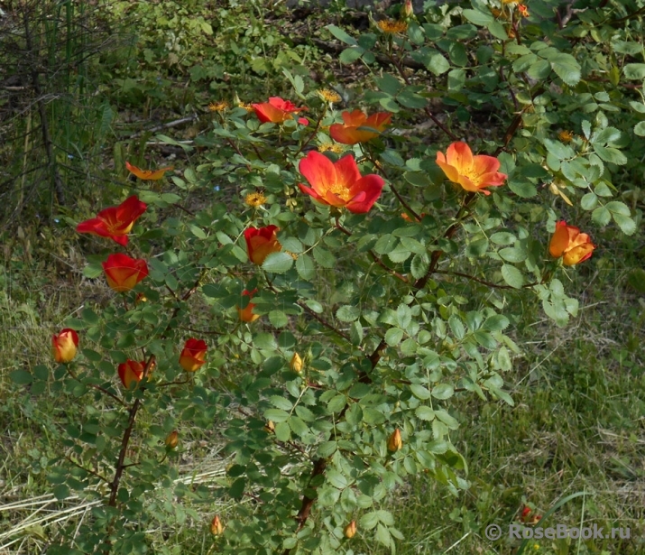 Rosa foetida Bicolor