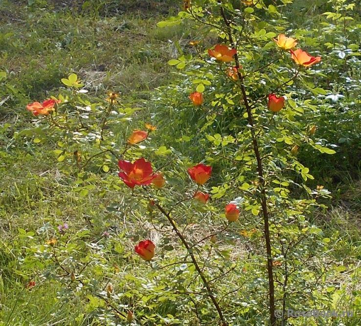 Rosa foetida Bicolor