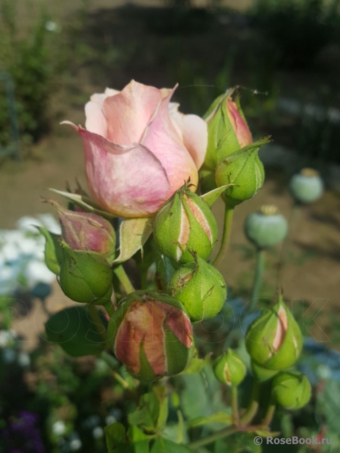 Festival des Jardins de Chaumont