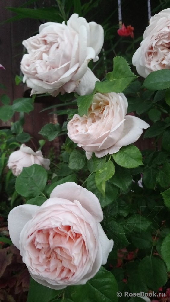 Ambridge Rose 