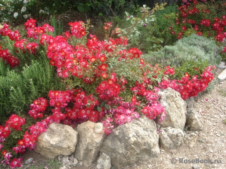 Rouge Meillandecor