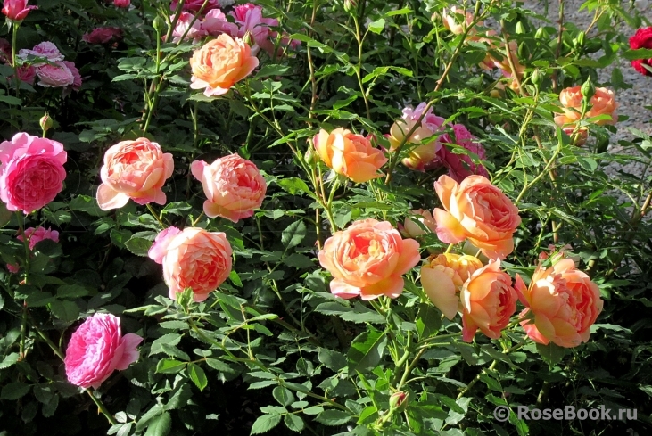 Lady of Shalott 