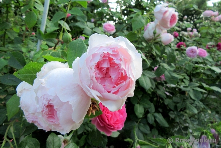 The Wedgwood Rose