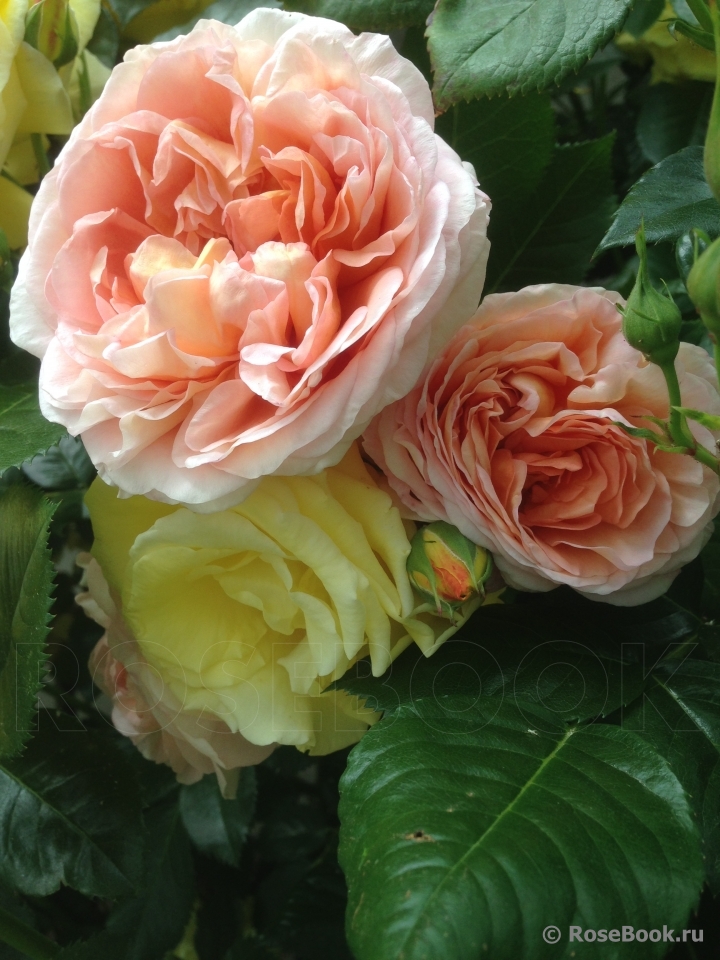 Abraham Darby