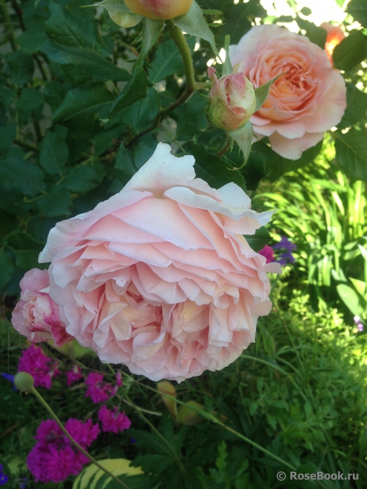 Abraham Darby