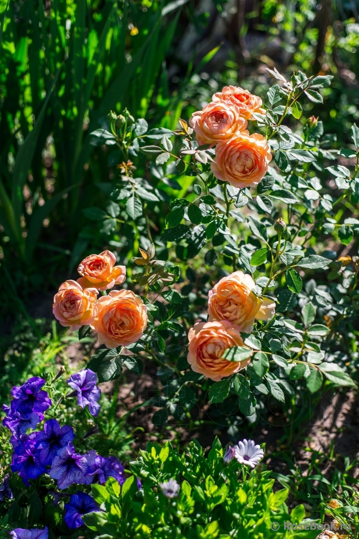 Lady of Shalott 