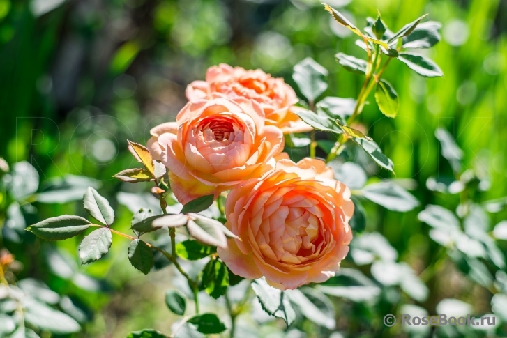 Lady of Shalott 