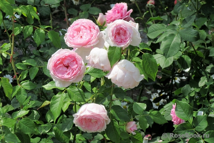 The Wedgwood Rose