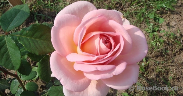 Abraham Darby