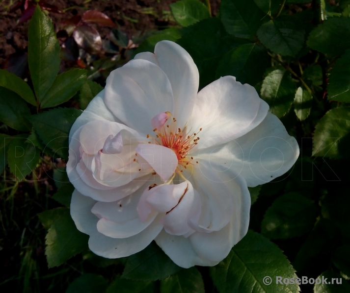 Jacqueline du Pre 