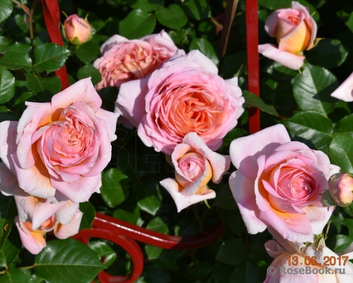 Abraham Darby