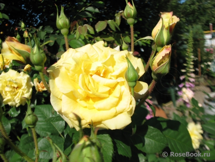 Easlea's Golden Rambler 